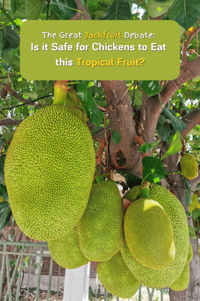 It is generally not recommended to feed jackfruit to chickens. Jackfruit is not toxic to chickens, but it is not a natural part of their diet and may not provide all the necessary nutrients that chickens need to stay healthy. 
