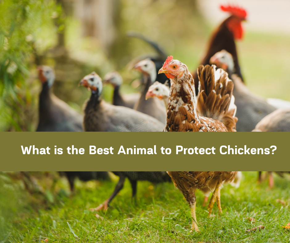 What is the Best Animal to Protect Chickens