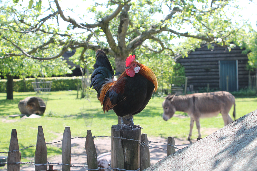 Rooster on wooden fence with blurred donkey in the background, petting zoo