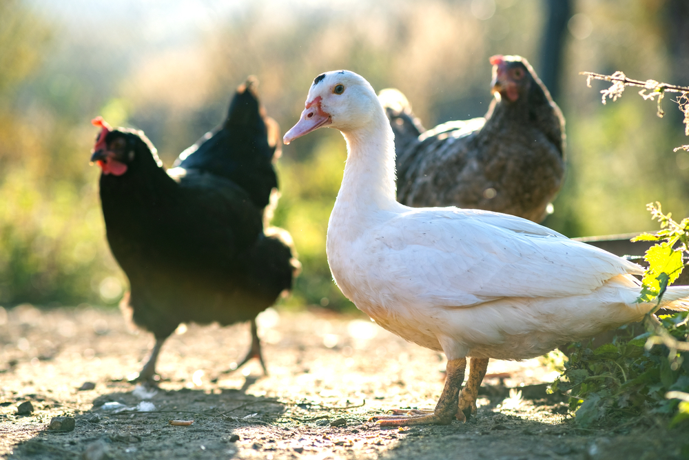 Geese are often used to protect chickens because they are naturally protective of their young and will aggressively defend their flock against predators.