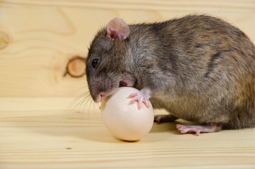 Can rat poison get into chicken eggs?