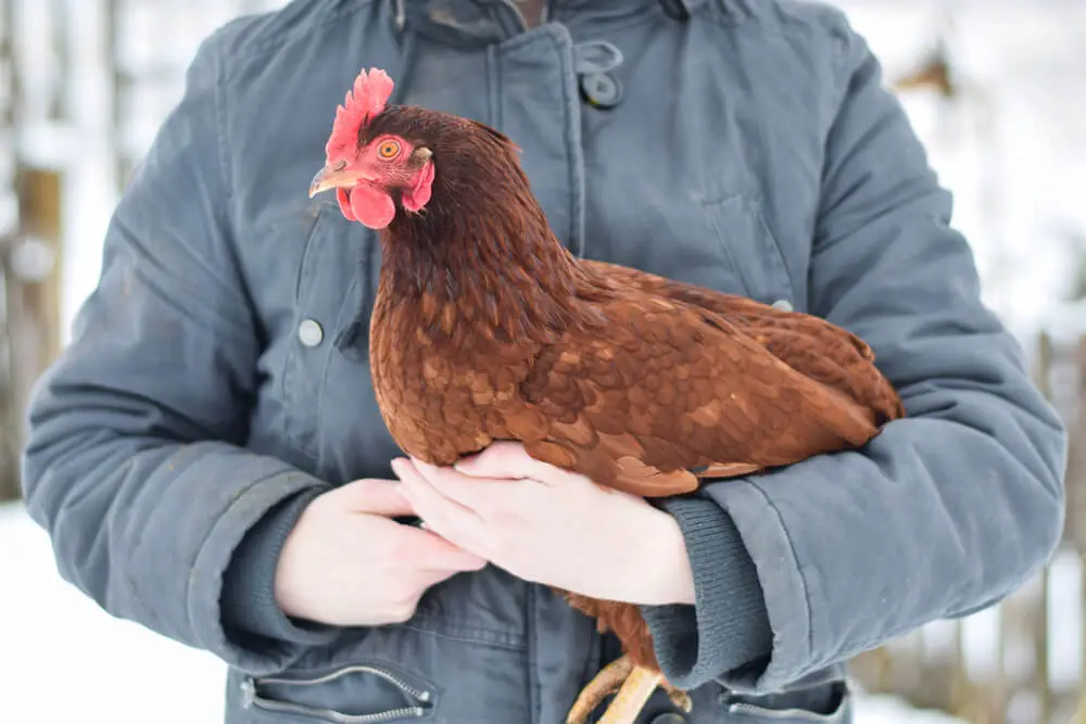 Rhode Island Red is a cold-resistant breed that thrives in cold areas. 