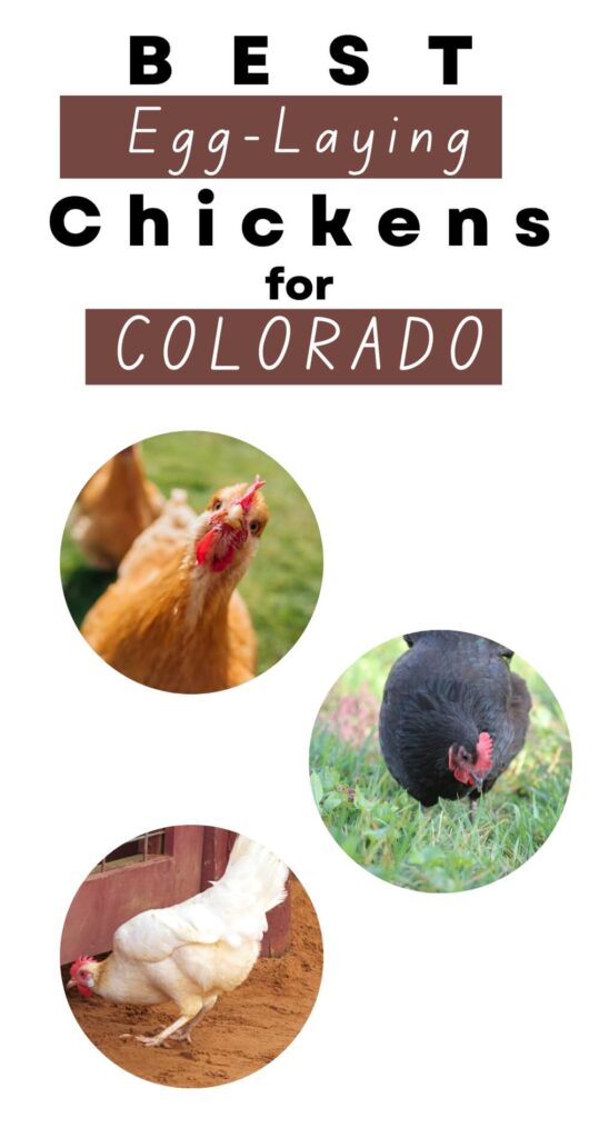 Raising chickens in Colorado can be a rewarding experience, providing fresh eggs and a source of entertainment for the whole family. 