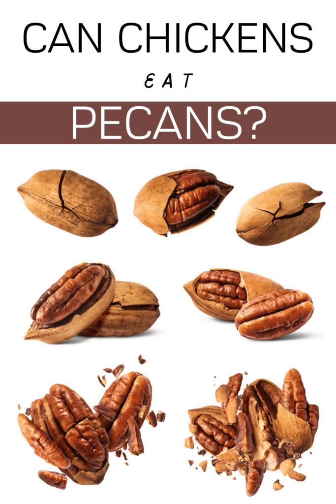 Pecans are a type of nut that is native to North America and are a popular food for both humans and animals. They are a good source of protein, healthy fats, and various nutrients such as vitamin E and B-complex vitamins. 