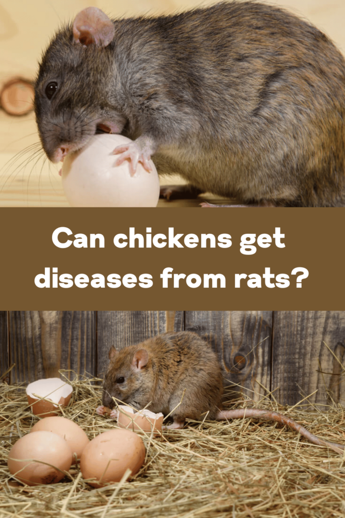Yes, chickens can get diseases from rats. Rats can carry and transmit many diseases to both chickens and humans, including Salmonella, E. coli, Leptospirosis, Rat-Bite Fever, and other infectious diseases. 