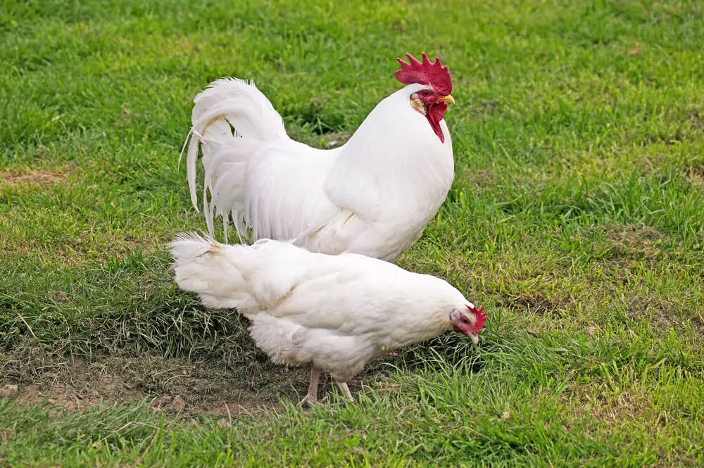 Leghorn hen and rooster in Oklahoma
