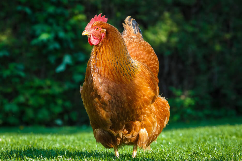 New Hampshires are recognized for their good egg-producing skills, with hens laying roughly 200 brown eggs every year
