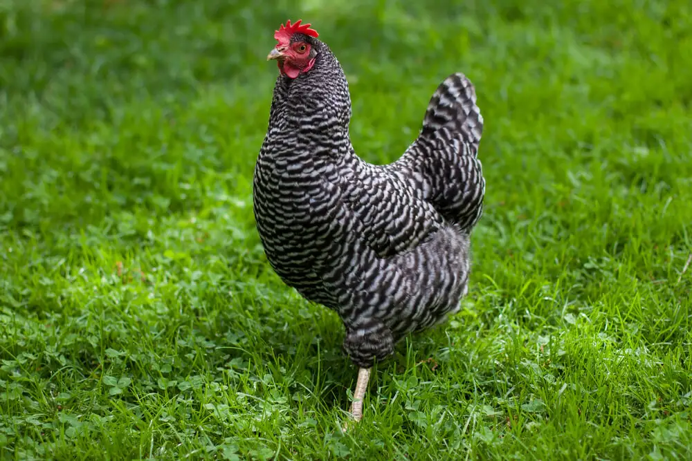 Plymouth Barred Rock chicken breed