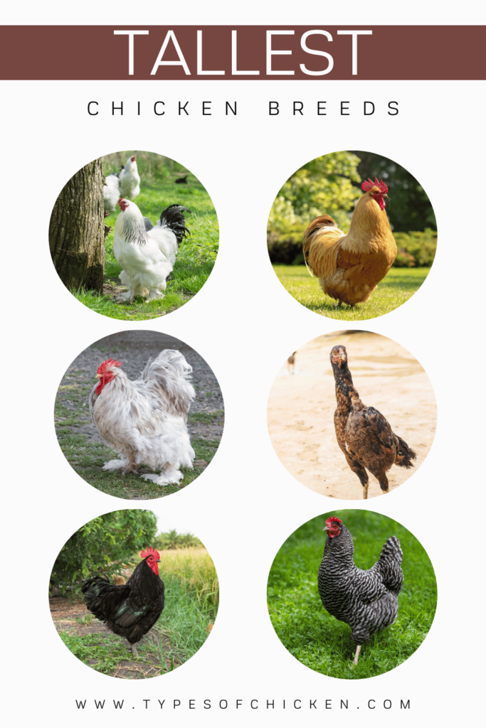 When it comes to backyard chickens, size matters. Not only do larger breeds tend to be more imposing and majestic, but they also have the potential to produce more eggs and meat. If you're on the hunt for some towering poultry to add to your coop, look no further than these top 10 tallest chicken breeds.