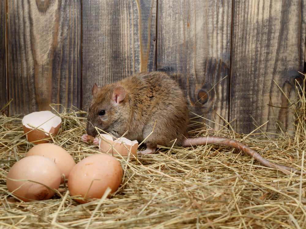 Will rats eat chicken eggs?