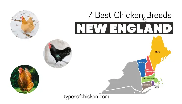 best egg laying chickens for New England