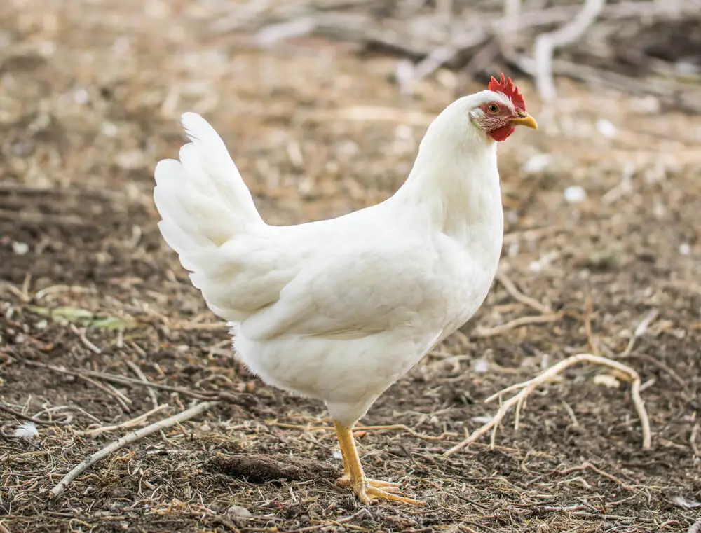 The Leghorn is another popular breed in Ohio, known for its fast growth and excellent egg-laying abilities. 