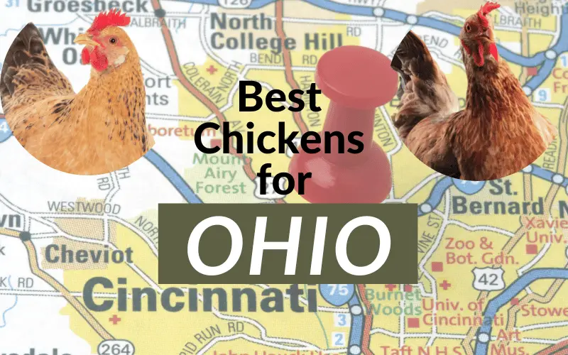 best egg laying chickens Ohio