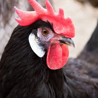 spanish chicken breed