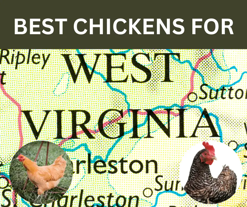 chicken breeds West Virginia