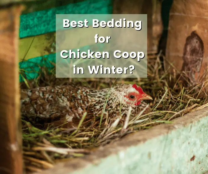 Best Bedding for Chicken Coop in Winter