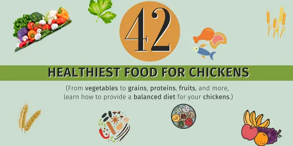 healthy food for chickens
