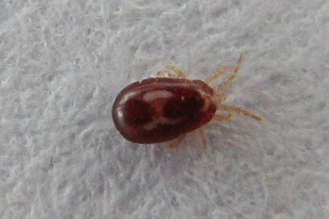 Dermanyssus gallinae)