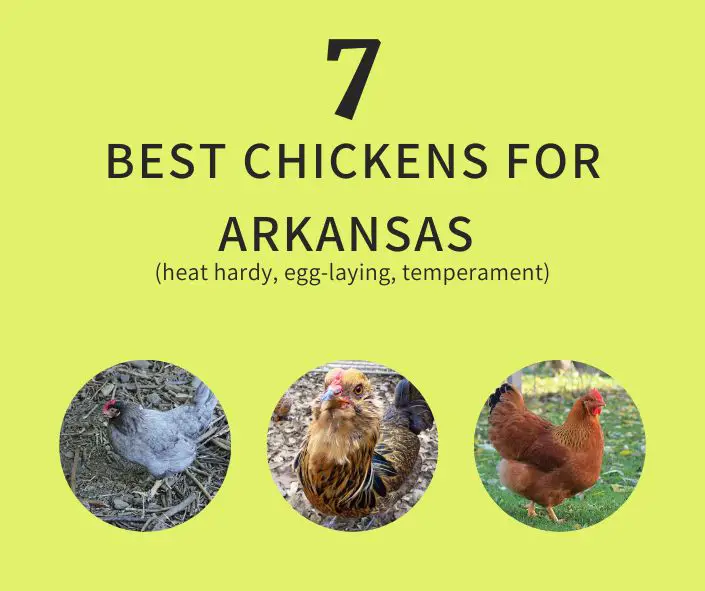 Best chicken breeds for Arkansas