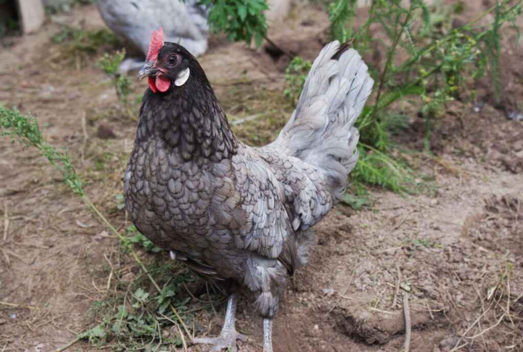 black Andalusian hen