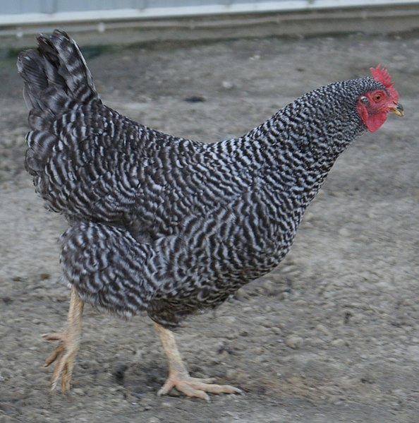 Barred Plymouth Rock Hen is a good choice for Indiana