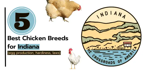 Best Chicken Breeds for Indiana