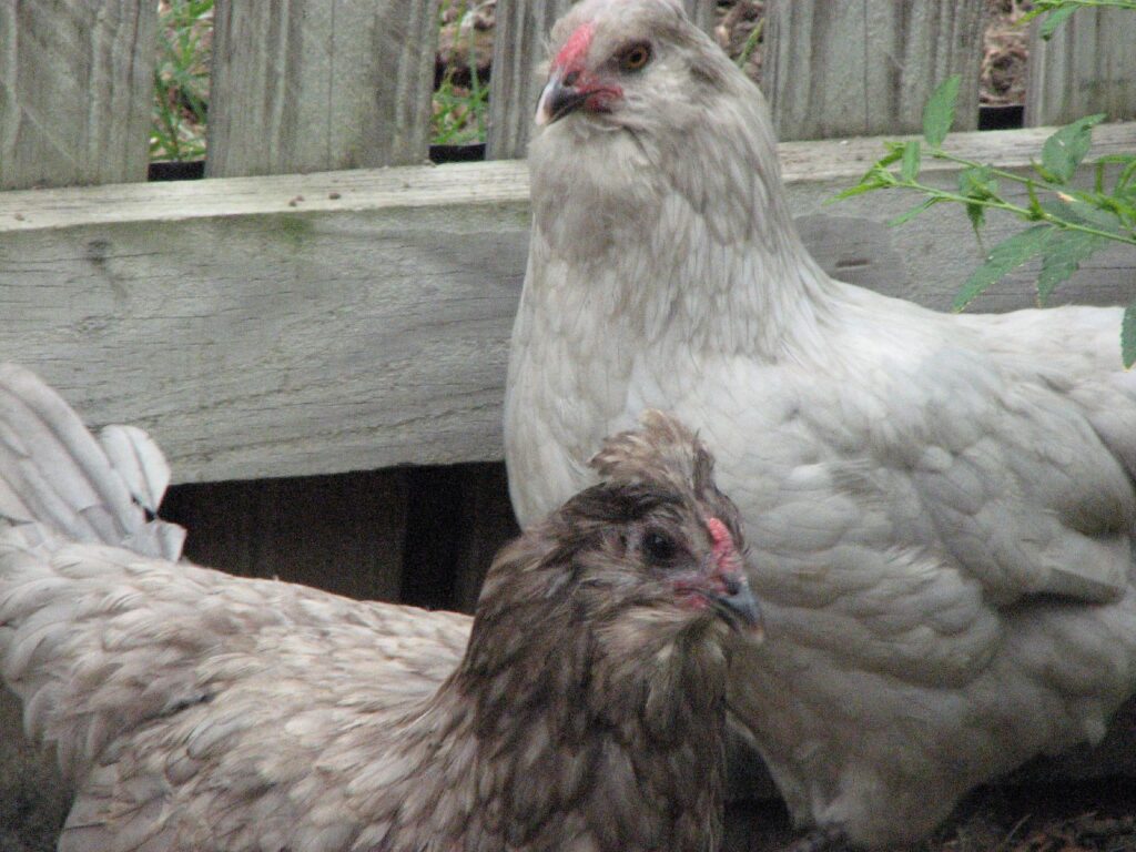 Easter Egger hens, good fit for Arkansas State