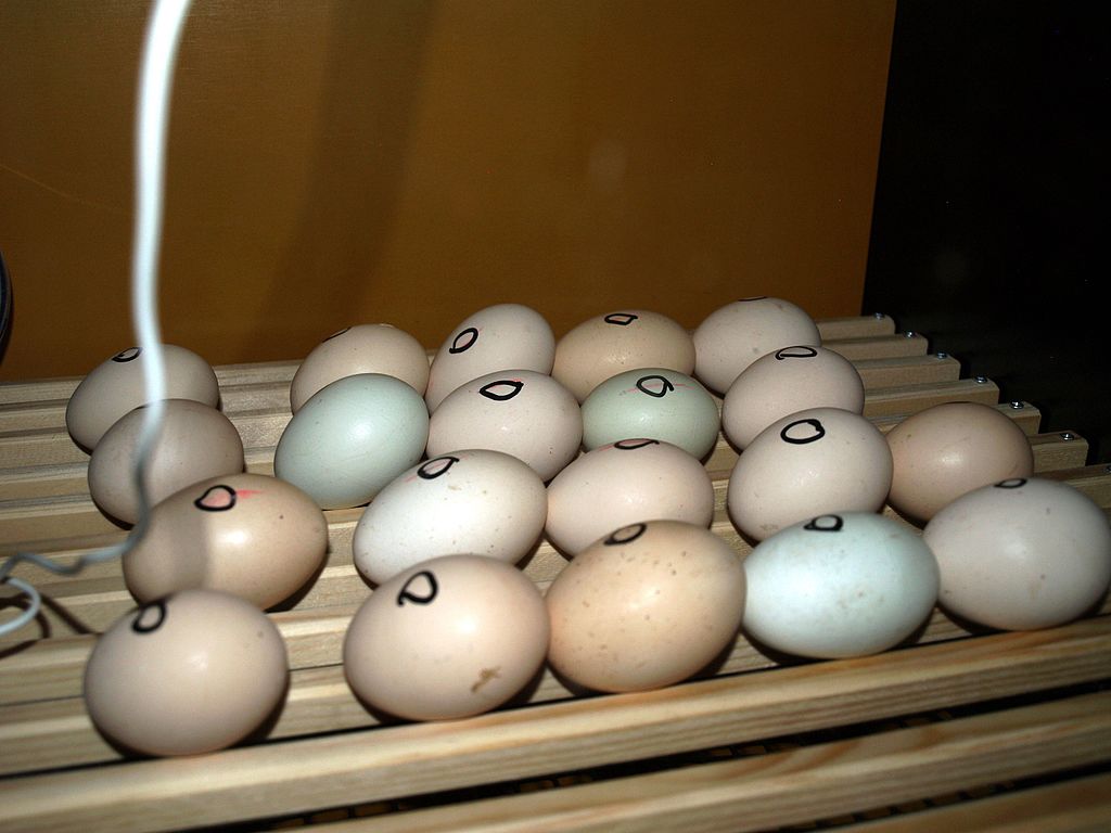 marked eggs in incubator