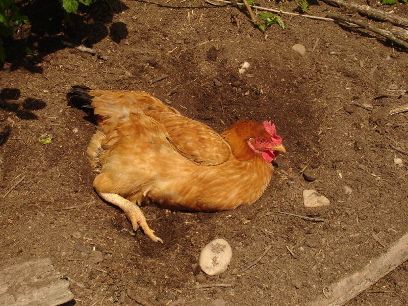 Treatment of Mites and Lice in Chickens