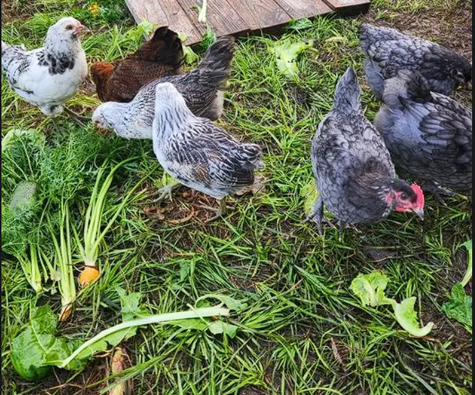 Curious about feeding chickens cucumber peels? Uncover the facts and find out if it's a healthy treat for your flock in this informative read.