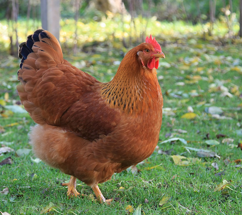  New Hampshire hen produces around 200 to 280 medium to large brown eggs annually