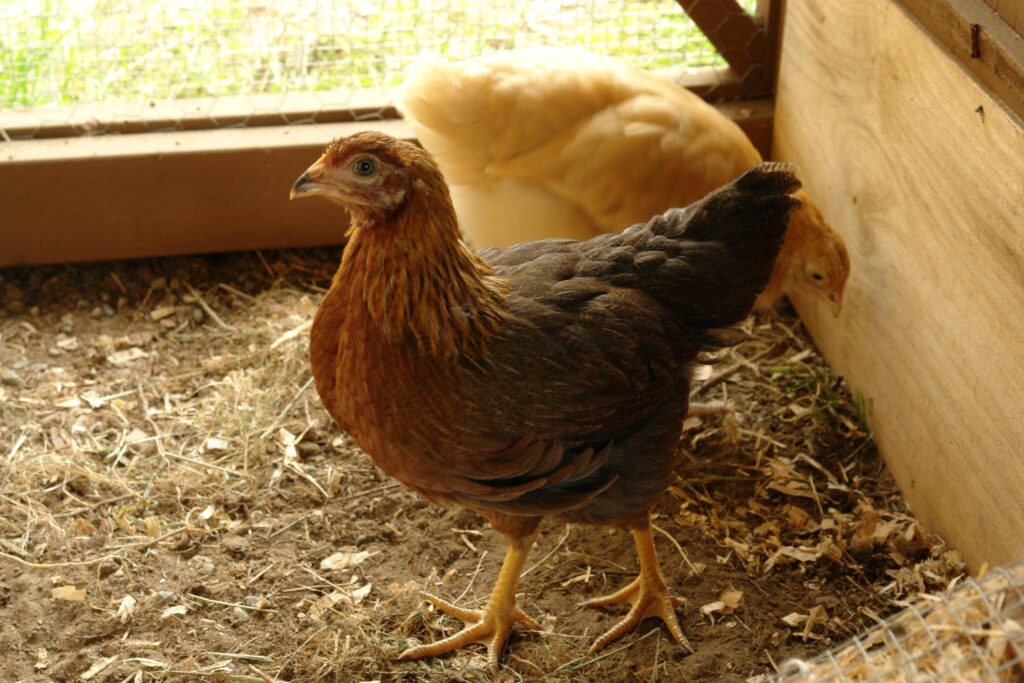 Welsummer Chickens are celebrated for their striking appearance and the unique, dark brown eggs they lay