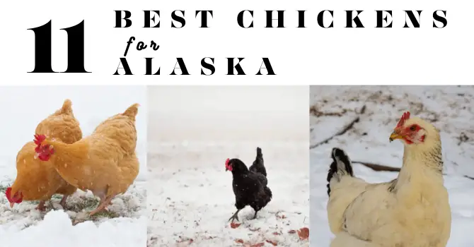 chicken breeds suitable for Alaska climate
