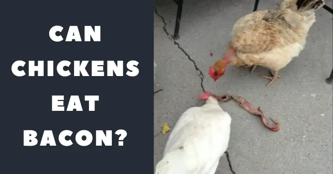 Is it OK to give chickens bacon?