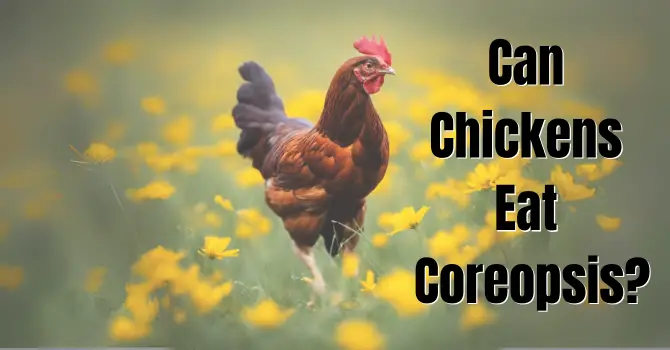 Can Chickens Eat Coreopsis