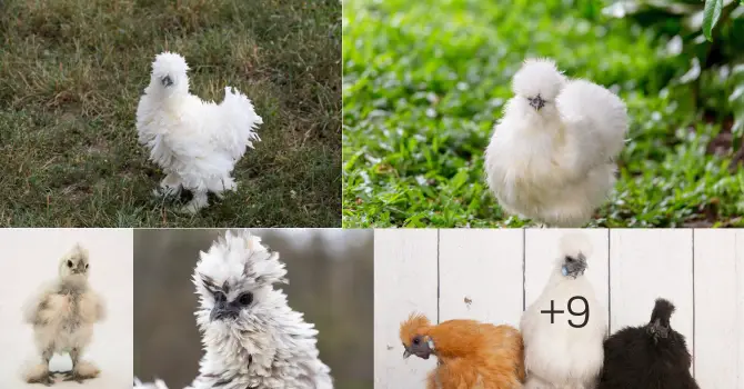 Pros and Cons of Silkie Chicken