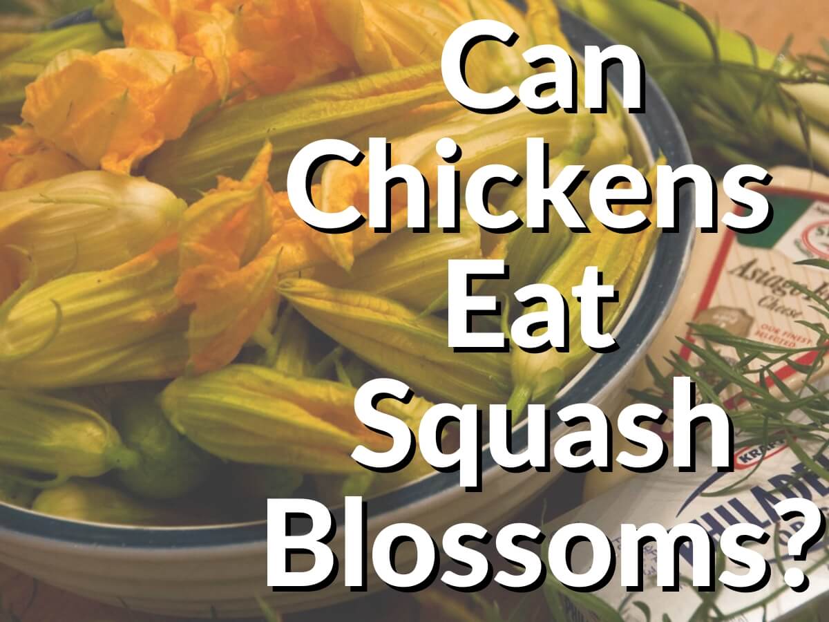 chickens eat squash blossoms