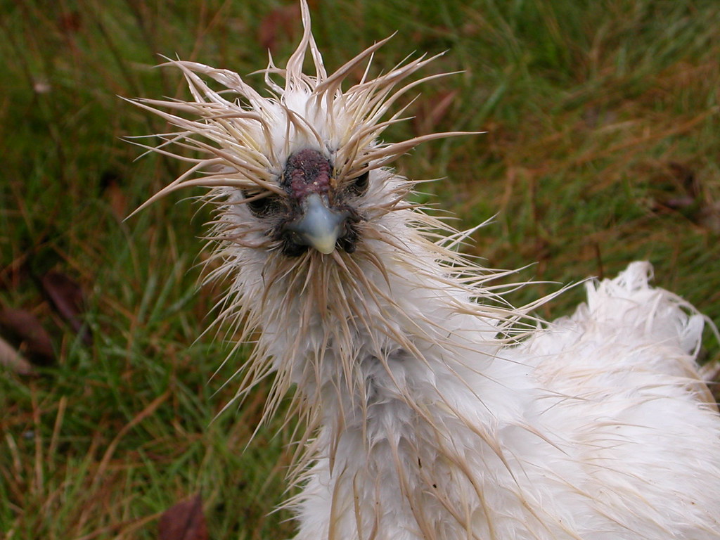 Do Chickens like rain?
