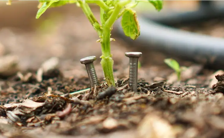 Discover the Astonishing Results of Placing Nails Beside Your Plants